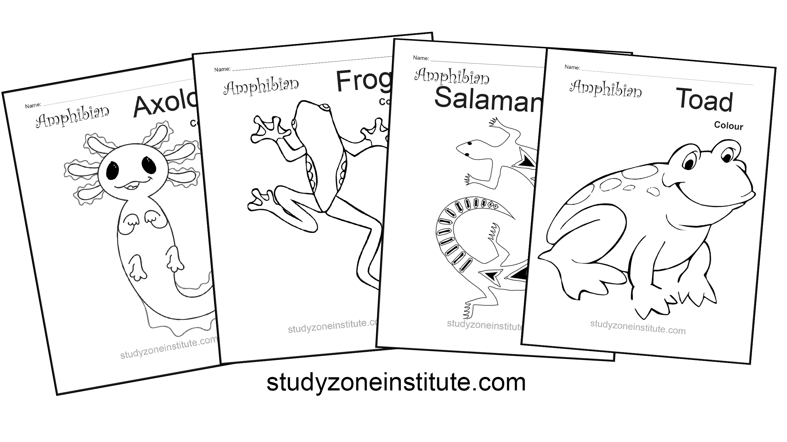 Amphibian worksheets: Download FREE activities - Study Zone Institute